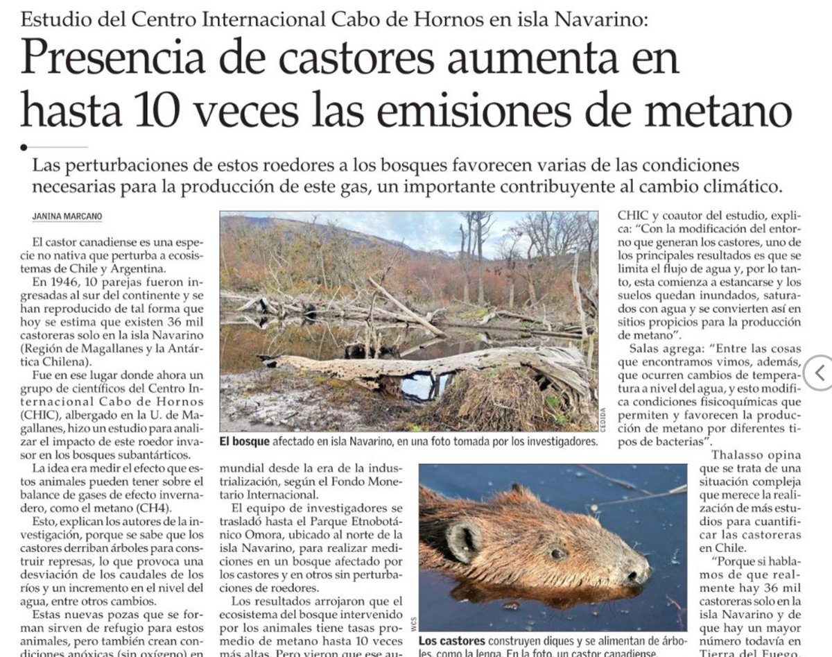 ⚠️Los castores al construir sus represas provocan un ↗️ nivel de agua, muerte de 🌳 inundados y cambios en la hidrodinámica. 
La mezcla de esto, provoca el aumento de emisión de metano, potente gas de efecto invernadero 🌎
🔍Investigación #CHIC de Julio Salas y Frederic Thalasso.