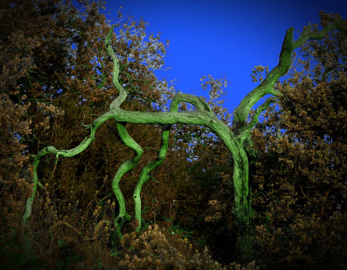 t'espanta la gent i l'estança
i les mans topen amb les arrels
en aquests agònics viaranys
on se t'entortolliguen els cabells
amb les potes d'insecte estranys
i t'angoixa trobar Gregor Samsa
sortint corrents de l'esvoranc
com un escarabat lluent i t'espanta