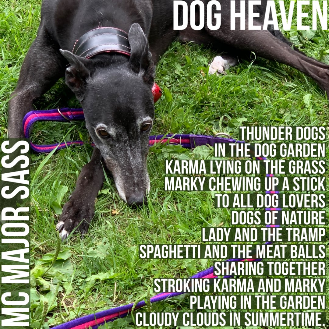 LPTarts's tweet image. Back down #QueensRoadAllotment today with many humans, several hounds &amp;amp; an exciting new join-up with @twoqueensstudio &amp;amp; @seanroyparker’s #thebeans project (more to follow!) Thanks 2 all - &amp;amp; 2 MC Major Sass for this gorgeous poem and little bit of #DogHeaven in response. 🐕 💚🌈