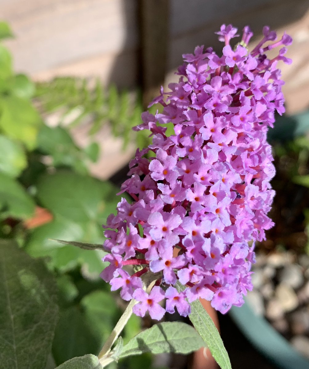 be75121834's tweet photo. Happy Tuesday folks, hope your week is going well so far …
#garden #Houttuynia #buddleia #sunshine 💚💜💚💜💚 https://t.co/miN25toUjj