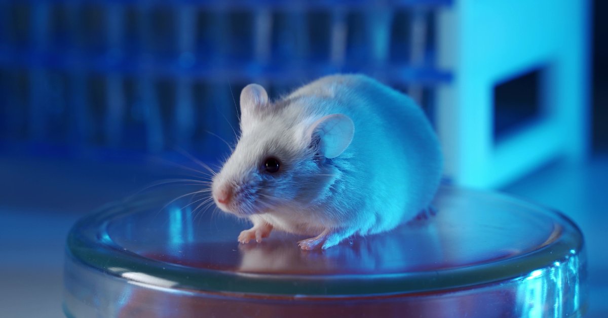 SelectScience's tweet image. Greg Christianson, Study Director for In Vivo Services at The Jackson Laboratory, explores the range of human FcRn mouse models available for providing preclinical assessment to gain translational pharmacokinetic data.

#preclinicaldevelopment #Pharmaco... selectscience.net/editorial-arti…