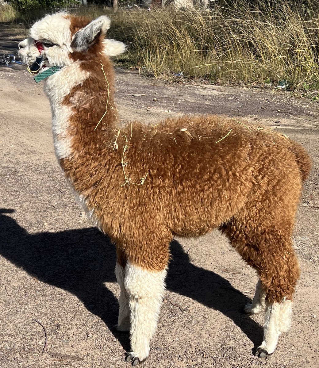 #meettheteam: Desiderata Missy Valentines Rose (aka Missy)……she likes a good lucerne hay, pronking around the paddock and spending time in the sun.  Come down and meet her this weekend at Farmyard Fun Fest with Londonderry Stockfeeds!! #alpaca #alpacashenanigans #fibreofthegods