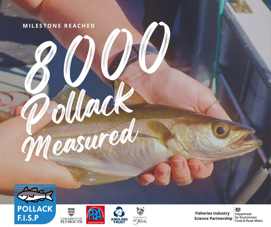 AnglingTrust's tweet photo. 8000 pollack have been measured for our Fisheries Industry Science Partnership with @PlymUni, @UniofYork & the Professional Boatman's Association. Big thanks to the anglers & skippers who made this happen! π
Learn more β‘οΈ https://t.co/8YwwCtaDNr #PollackFISP #ProjectPollack https://t.co/3jQOmnjRc4