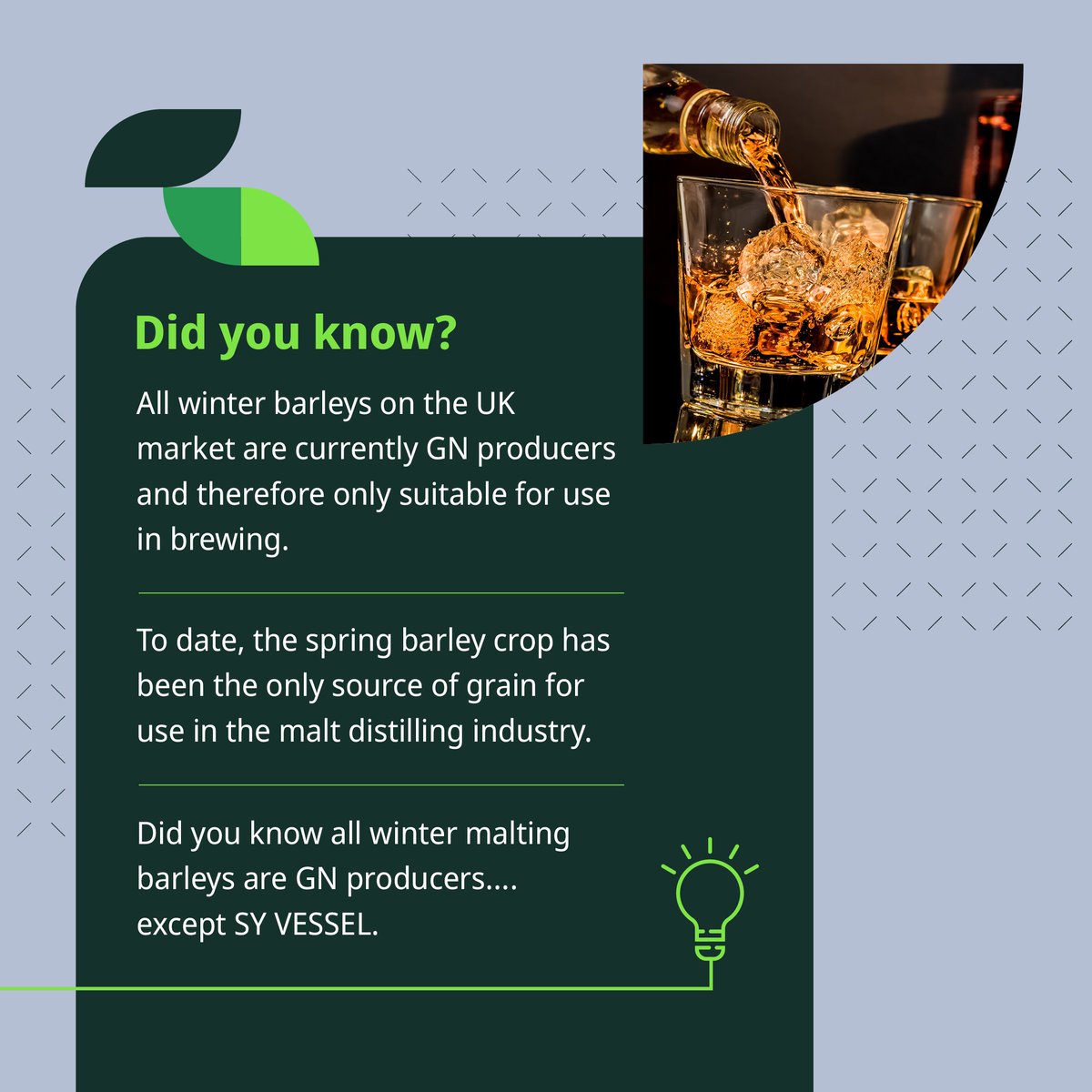 SyngentaUK's tweet photo. Thinking of growing winter barley this autumn? #SYVESSEL is the only non-GN variety on the UK market, offering malt distilling potential alongside brewing! Find out more on our website 👉 https://t.co/ZcnxxbCdtG 🍺🥃 #WinterBarley https://t.co/elhsFV4Sd4
