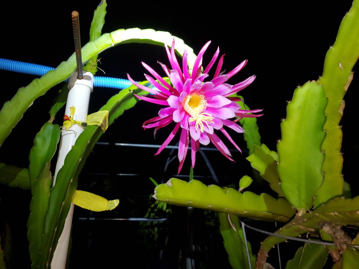 SpicyExotics's tweet photo. A first look at another @SpicyExotics original hybrid. We call this one B2-1. #SpicyExotics #DragonFruit #Pitahaya https://t.co/l8FN4ycvem