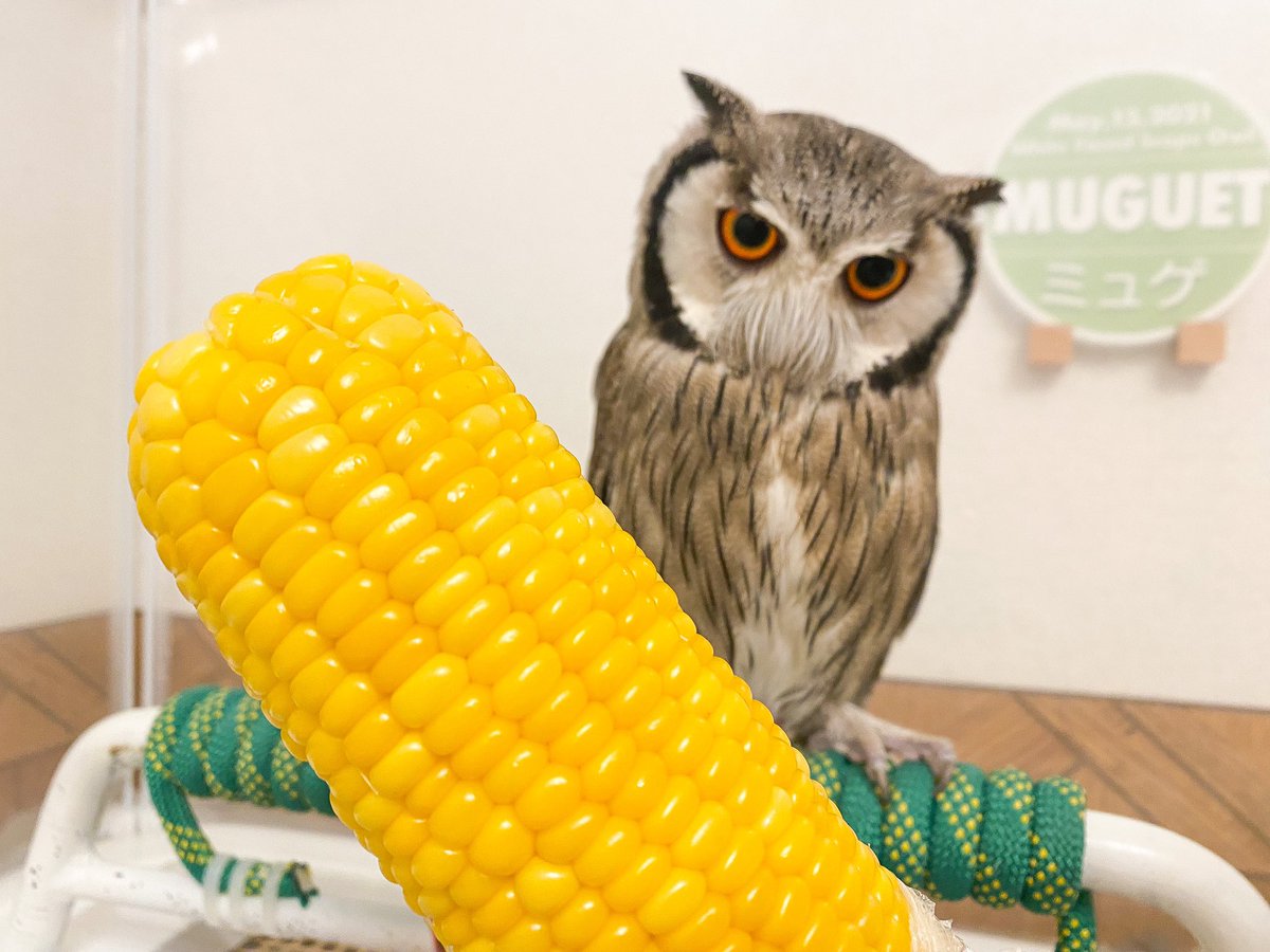 とうもろこしの季節になりました🌽
毎日暑すぎ！！
でも今年はクーラーから水ぼたぼた落ちなくなってよかった🫠💦

#アフリカオオコノハズク
#owl #ミュゲ
#とうもろこし