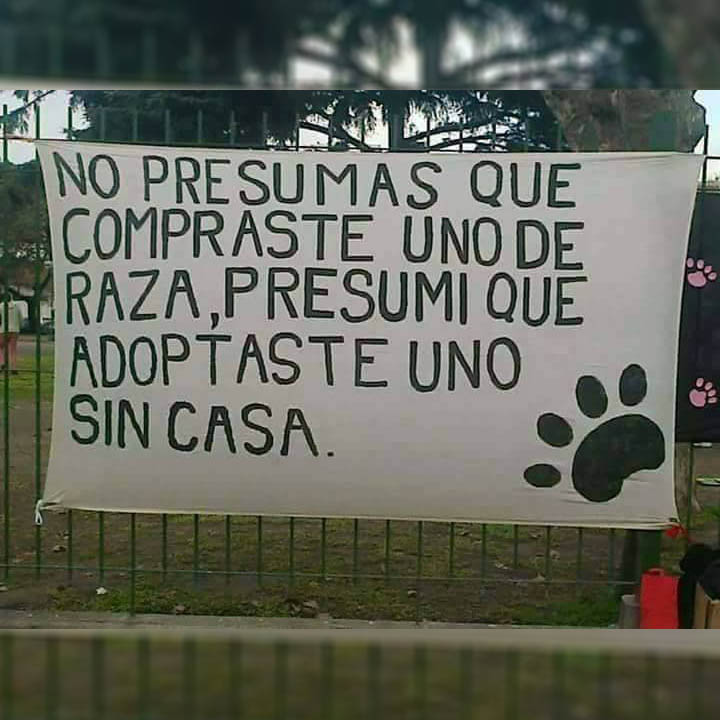 EcoInventos's tweet photo. No presumas de que compraste uno de raza, presume que adoptaste uno sin casa. https://t.co/luCGzD9Kek