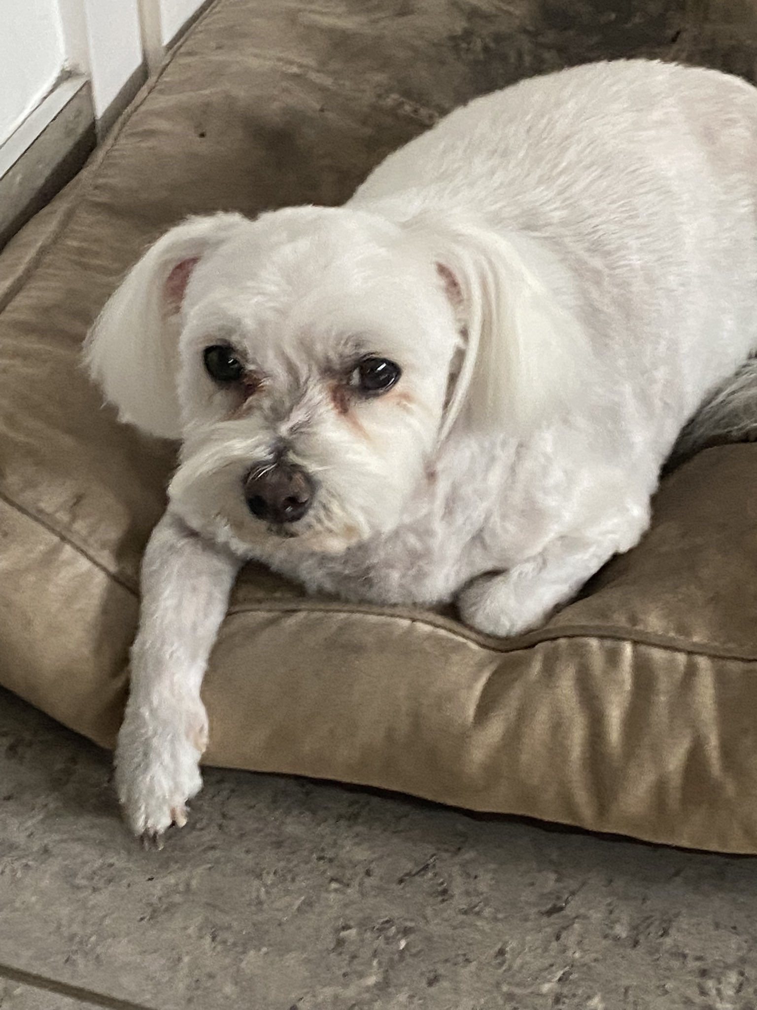 Stuzi 🐝🐝 on Twitter "Someone’s had his skinbob and chips haircut and