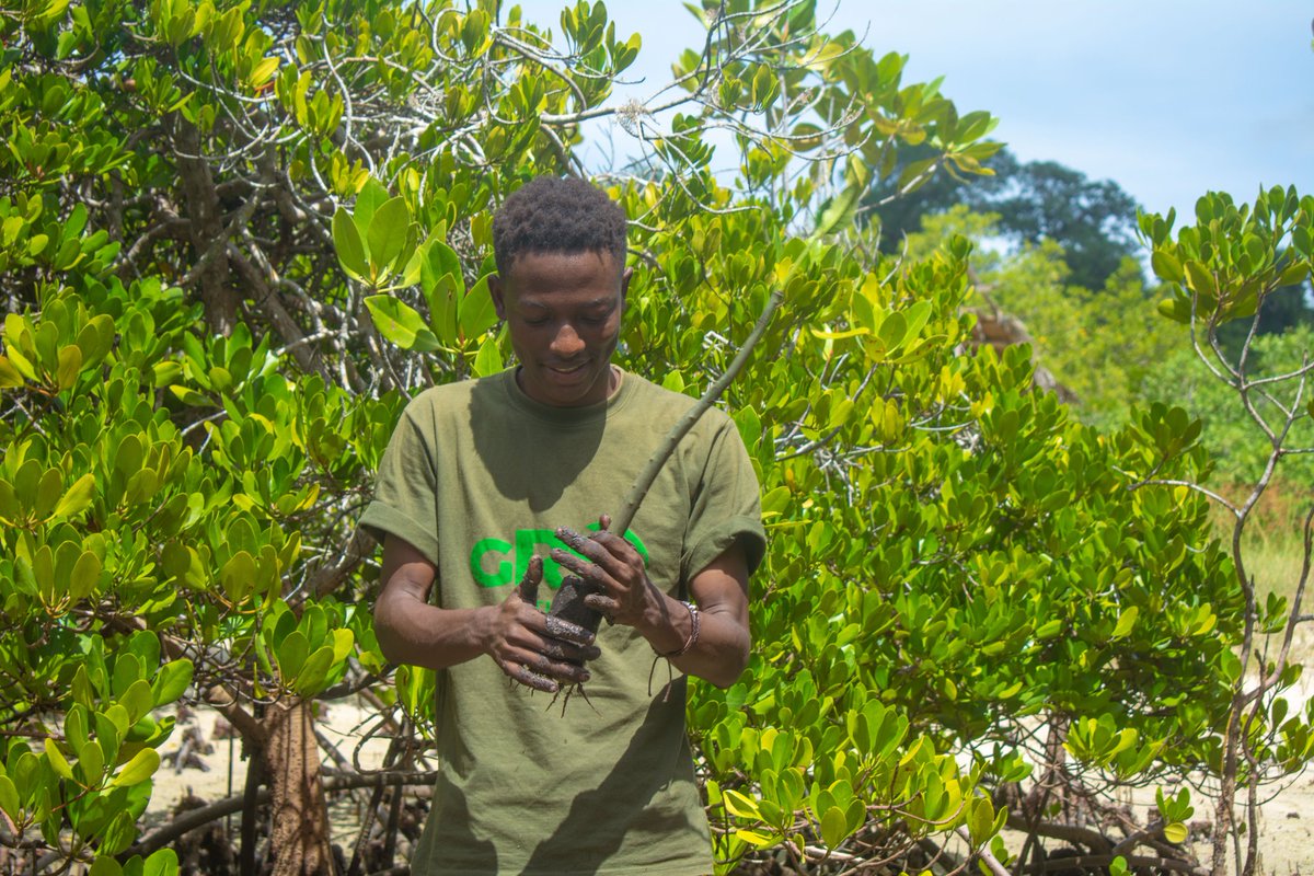 Katuyu_1's tweet photo. Mangrove are the best in carbon credit 
#60million mangroves
#kccgp https://t.co/GBbNKw3KUY