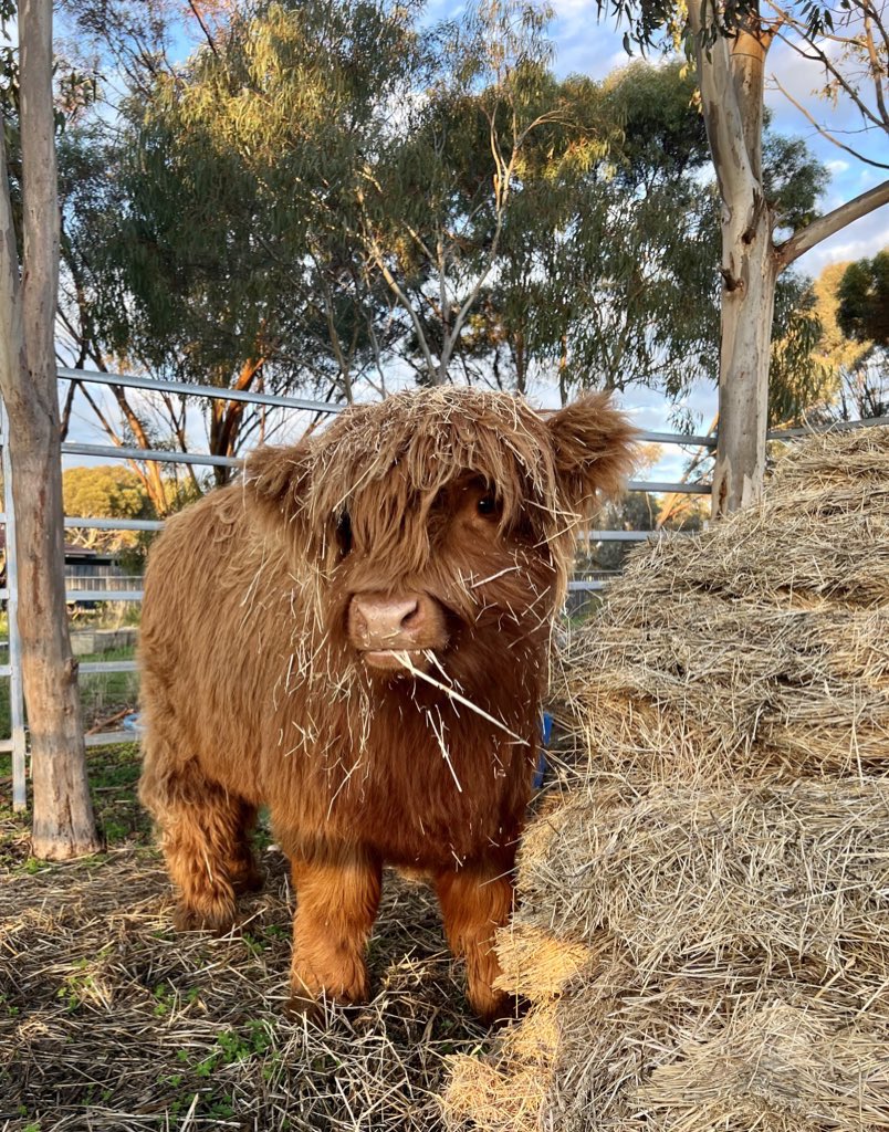 Welcome home Princess Harriett! 🐮 

After 3 big days of travel, we’re certain this girl is looking forward to a big feed and sleep tonight!

#princessharriettofjindabyne #hoylesplainshighlands #australianhighlandcattlesociety #highland #highlandcattle #heifer