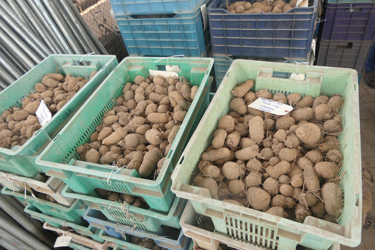 IITA Business tweet media
