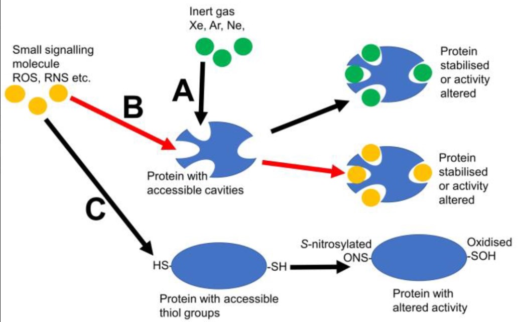 #plants_mdpi Guest Editor's paper

"Are Protein Cavities and Pockets Commonly Used by Redox Active Signalling Molecules?"

by John T. Hancock

👉 lnkd.in/gXgiUTAV

Check all papers in the Special Issue "Redox Biology in Plants"

👉 lnkd.in/g6hs9Bu5