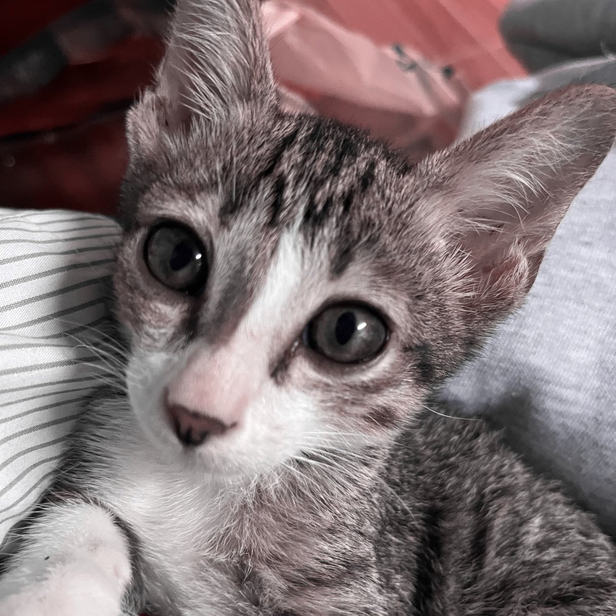 เพนน่าฮักกก_
