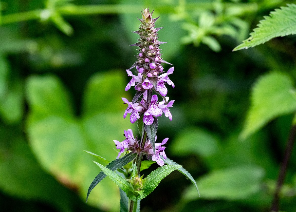 FriendsOfPNR's tweet photo. We are but five followers away from the 100 mark! 
Can anyone out there on Twitter help us reach those three figures? 
#Cambridge #LocalNatureReserves #conservation 

[Marsh Woundwort flower photo c/o J. Walsh, @akazeeox.] https://t.co/MbYBNwqdXh