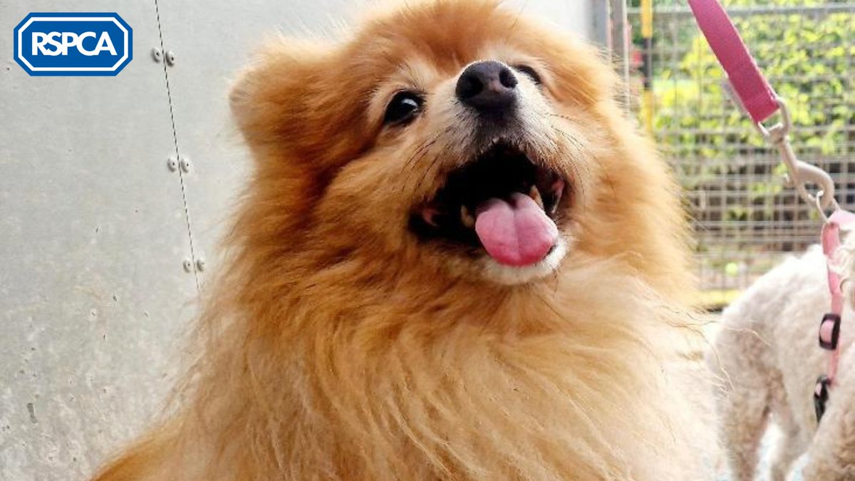 Cute Dog Tongue Out Instagram Dog Famous Famous Dogs The Most Followed Dog  On Instagram Pomeranian, image size:1200x675