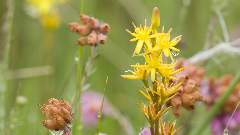NTKingstonLacy's tweet photo. Happy National Bog Day! Bogs and mires are critical habitats not only for species such as this bog asphodel, but also as a source of carbon capture. Our work to restore the mire on Holt Heath is part of the NT's commitment to net zero by 2030. #HoltHeath #NetZero 📷NTI/Paul H https://t.co/cHBBFUK6LE