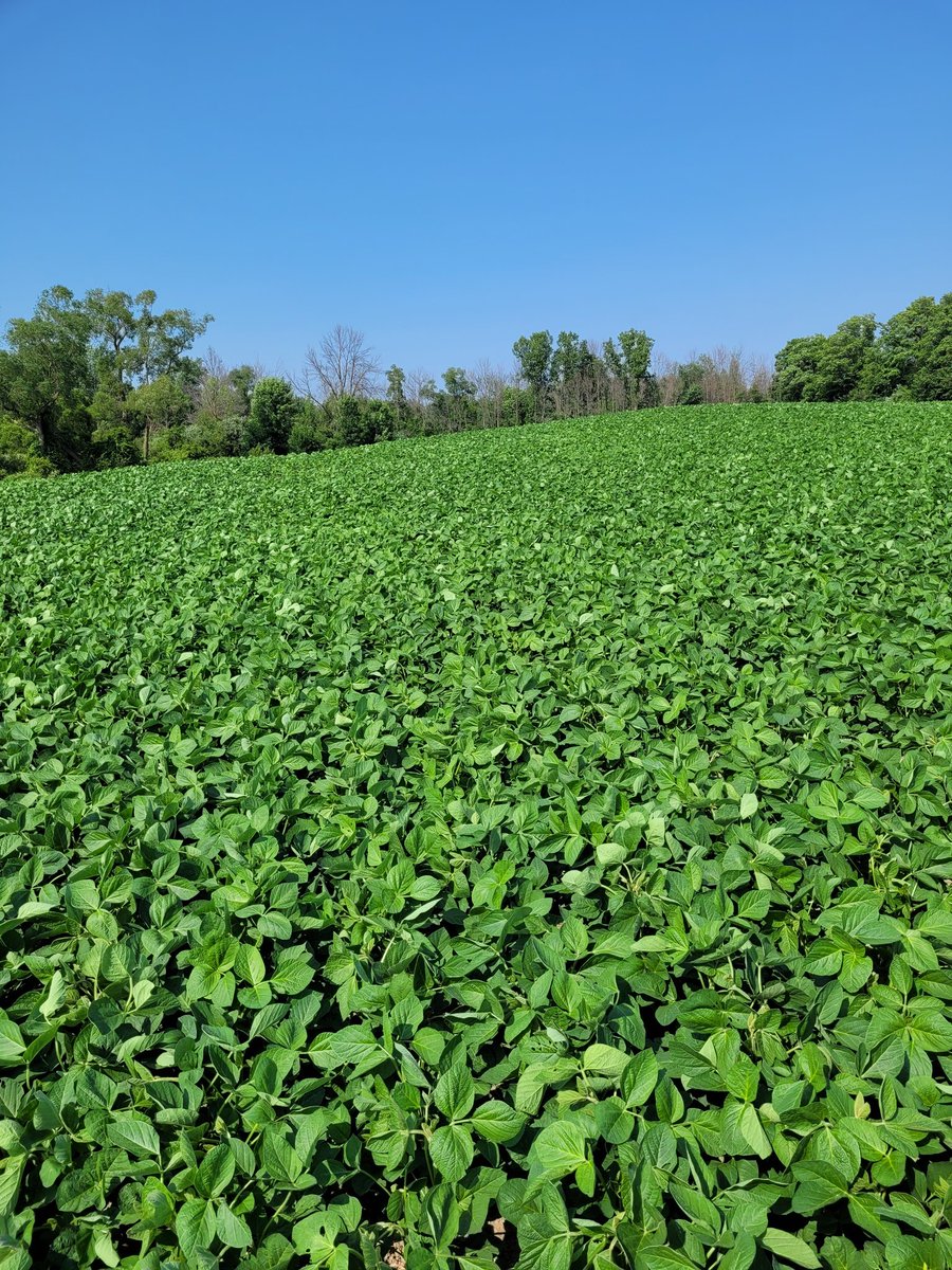 NateSalverda's tweet photo. Cp1221 winpak looking very good on this variable farm https://t.co/TdLskwpnJN