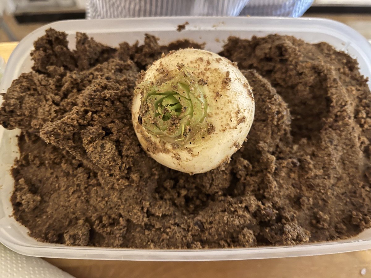 #ぬか漬け 始めました♡
おいしすぎて胡瓜はすでにおなかのなかです‼︎