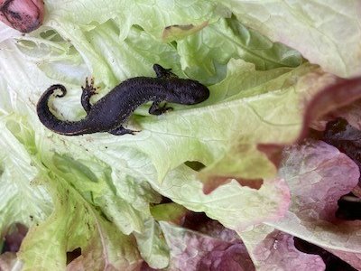 This little feller has made our day. I discovered this #GreaterCrester newt inside a lettuce this morning #yellowbelly Thankfully before it went off to @OrganicNorth later