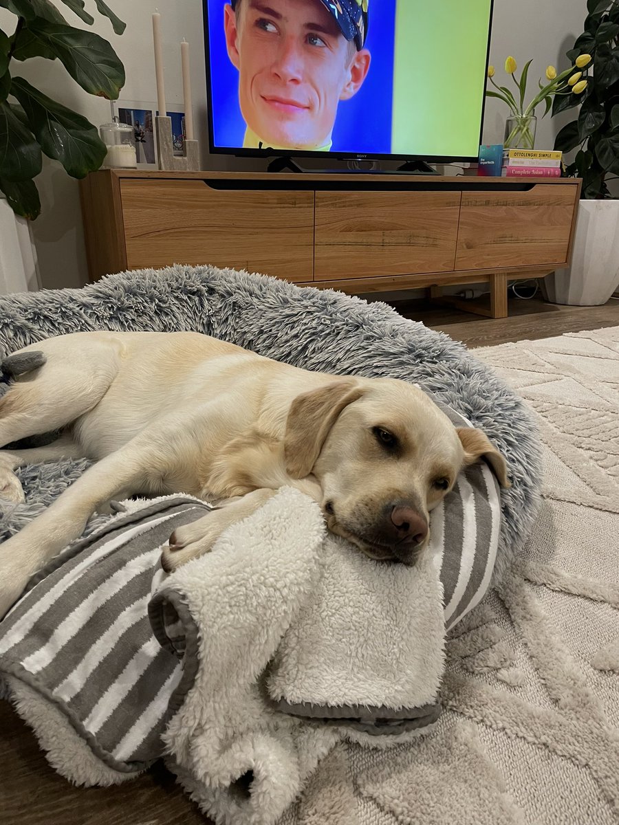 Joshua Beltz (@joshbeltz) on Twitter photo Bobbi and Jonas. Still trying to get this feature on #TourDogs. #CouchPeloton <a href="/SBS/">SBS Australia</a> Bobbi and Jonas. Still trying to get this feature on #TourDogs. #CouchPeloton <a href="/SBS/">SBS Australia</a>