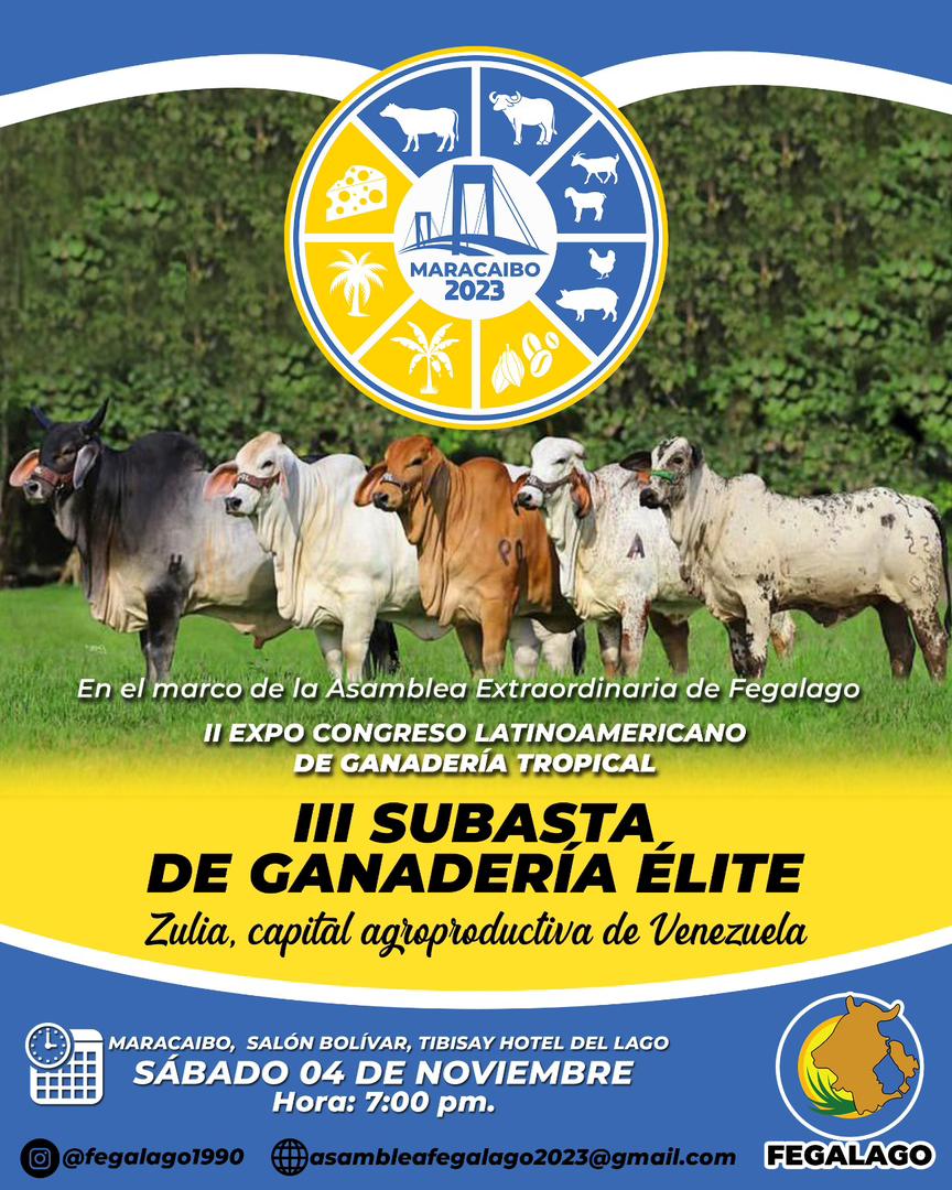 #Zulia Capital Agroproductiva de Venezuela, hace la invitación a la III SUBASTA DE GANADERÍA ÉLITE! 🤠
Sábado #04Nov 7:00 pm, en el Gran Salón Bolívar del Tibisay Hotel del Lago Maracaibo 🇻🇪🚜🛰🐂

#Venezuela #Zulia #Ganadería #SubastaGanadera <a href="/campocafeciudad/">campocafeciudad</a> <a href="/fegalago/">FEGALAGO</a>
