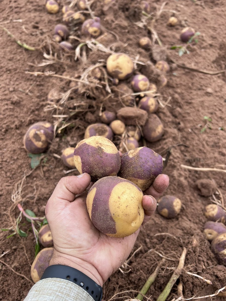jeewanpandeyag's tweet photo. We have started harvesting fresh potatoes and chipping potatoes ๐ฅ trials ! Looks like great growing year! Good harvest conditions! No heat sprouts and no external deformities! Yields are expected to be above average!
#potatobreeding #texas #futurevarieties https://t.co/qRo6Efg9jz