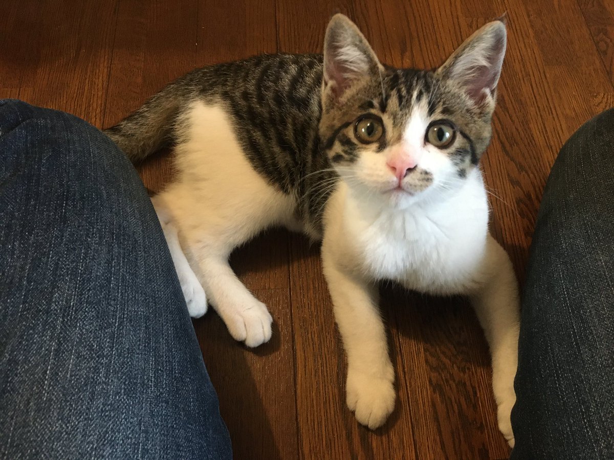 Amazonで猫用品をポチった。2年前のにゃごの子猫特有の可愛さに感傷に浸る。きゃわ〜 https://t.co/aFhbFmqXob