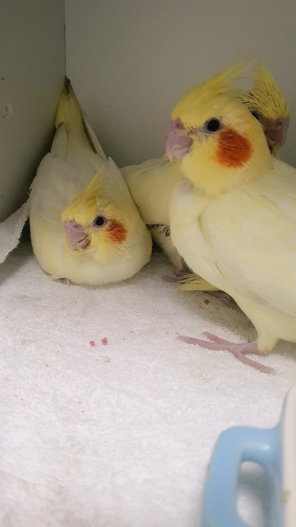 노란 물방울 떡