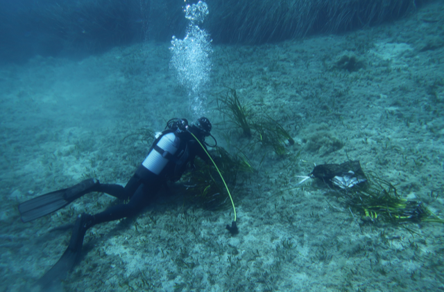 Marine SABRES Project (@marinesabres) on Twitter photo We've started restoring seagrass in #Giannutri, Italy! Researchers at <a href="/Unipisa/">Università di Pisa</a> selected a bay with a #seagrass meadow that has been exposed to severe impacts likely from anchoring, characterized by dead mats & sandy areas. 🌱🌊🌱
Learn more:
marinesabres.eu/post/restoring… We've started restoring seagrass in #Giannutri, Italy! Researchers at <a href="/Unipisa/">Università di Pisa</a> selected a bay with a #seagrass meadow that has been exposed to severe impacts likely from anchoring, characterized by dead mats & sandy areas. 🌱🌊🌱
Learn more:
marinesabres.eu/post/restoring…