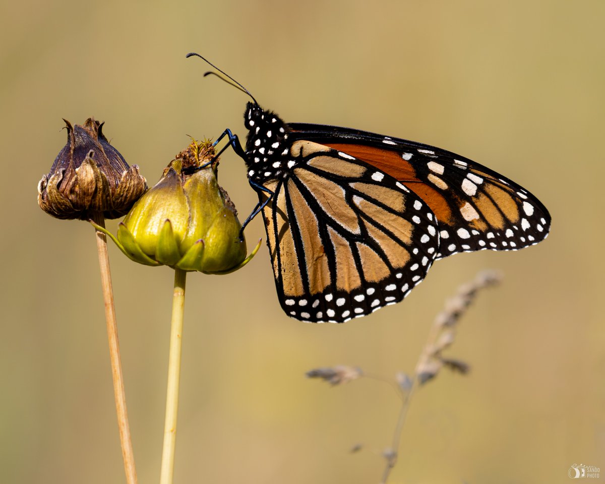Monarch Butterfly at the Wildflowers Meadow, Central Park NY
#butterfly #nature #butterflies #naturephotography #photography #insects #flowers #insect #butterflyphotography #naturelovers #photooftheday #butterfliesofinstagram #mariposa #birdcpp