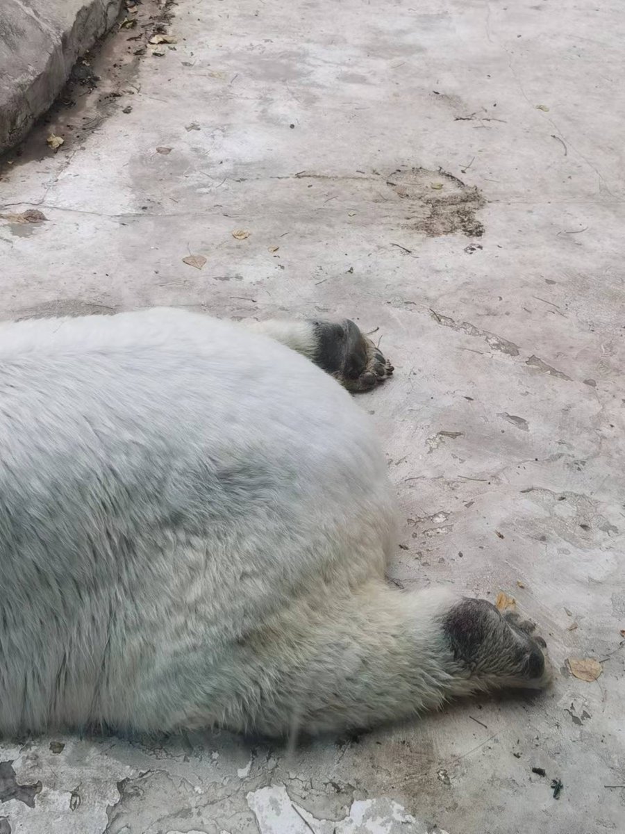 ArkICommunity's tweet photo. Guess what animal it is?
We use this to design our game characters/Avatars

#gamedevs
#GameStop #GamePass #gamergirl https://t.co/jYuwvOnAJq