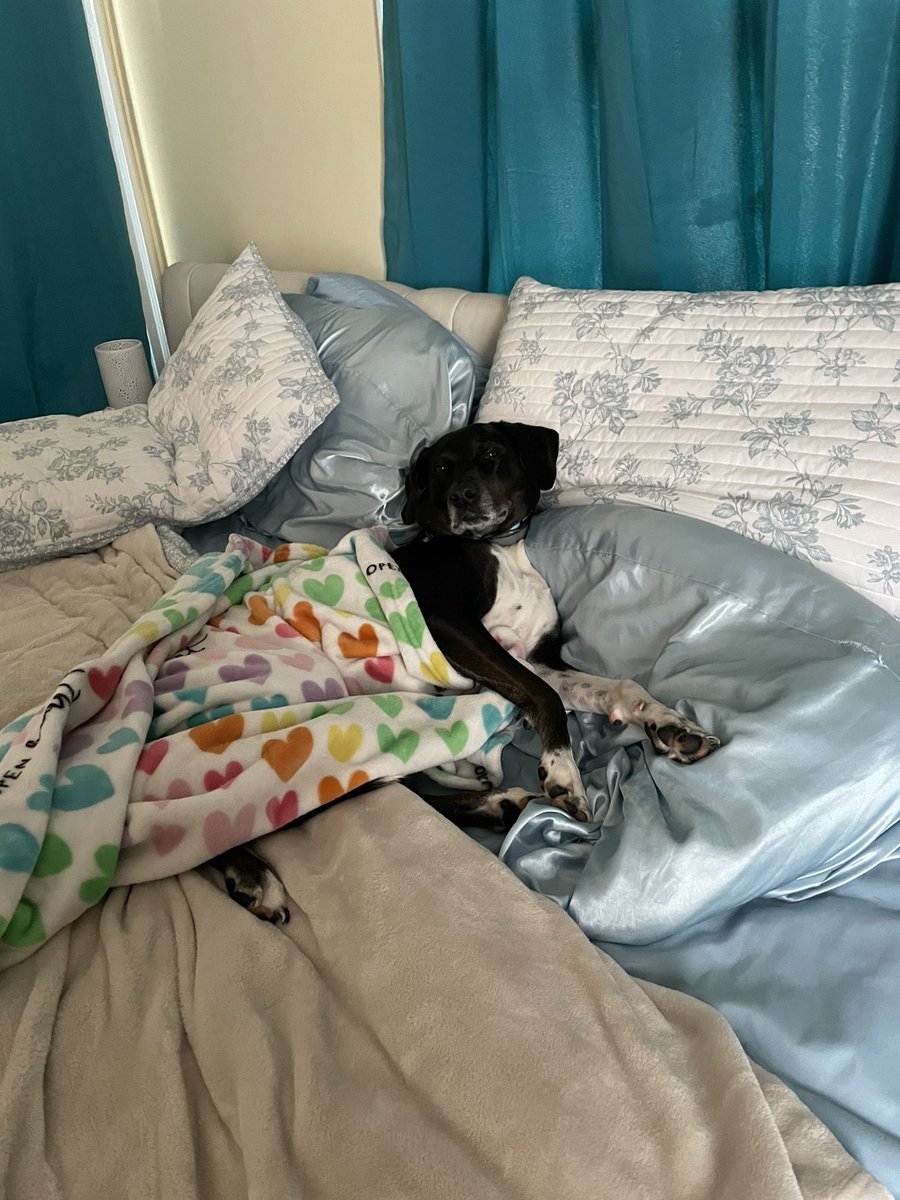 imagault's tweet image. Most mornings my dog will steal my spot in bed while I am in the bathroom. To rectify, I ask her “what’s out there?” and point to the window. She quickly moves and then spends hours figuring out what’s out there. 🤣🫠