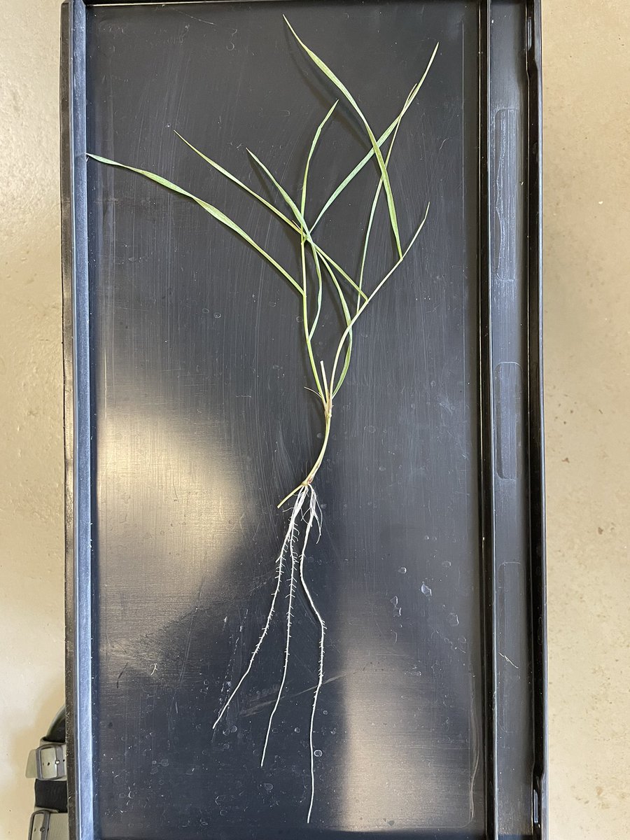 GihwanKim4's tweet photo. Amazing plant root development 🌾

To decipher the phenomenon of B chromosome elimination in adventitious roots (ARs), I set up the hydroponic system with the help of Mo @LeibnizIPK.

Cuttings from healthy Aegilops produce ARs on the nods and ARs develop themselves rapidly 😍 https://t.co/mowyq1QOEI