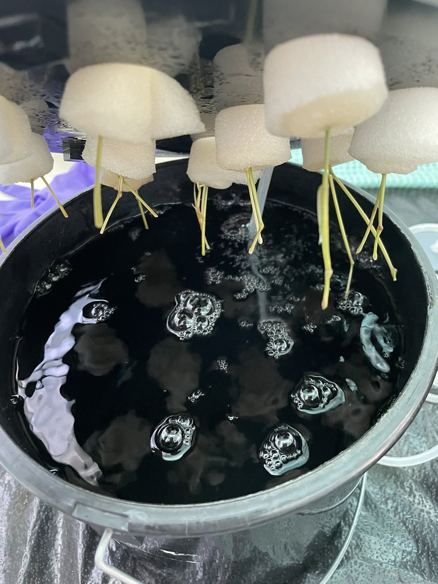 GihwanKim4's tweet photo. Amazing plant root development 🌾

To decipher the phenomenon of B chromosome elimination in adventitious roots (ARs), I set up the hydroponic system with the help of Mo @LeibnizIPK.

Cuttings from healthy Aegilops produce ARs on the nods and ARs develop themselves rapidly 😍 https://t.co/mowyq1QOEI