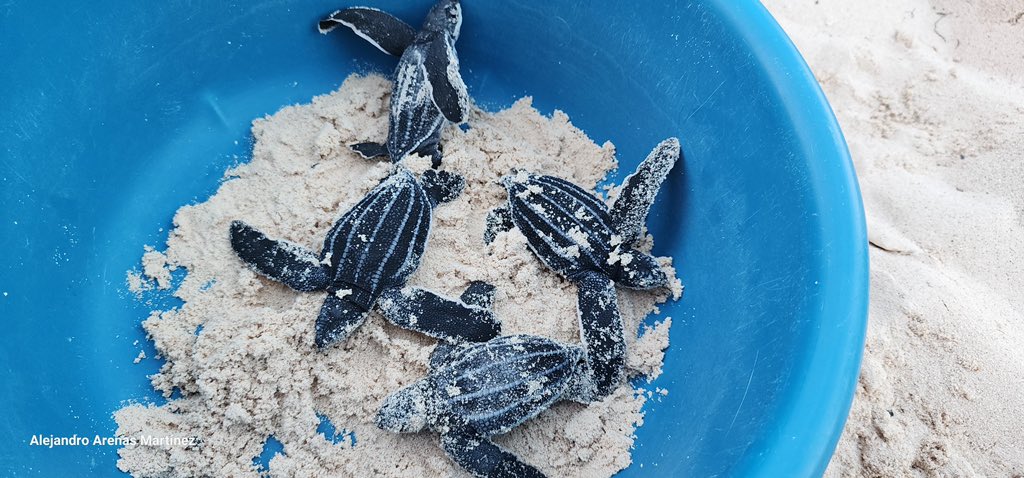 Mara Lezama tweet media