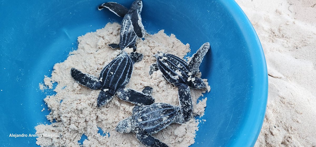 Gobierno Quintana Roo tweet media