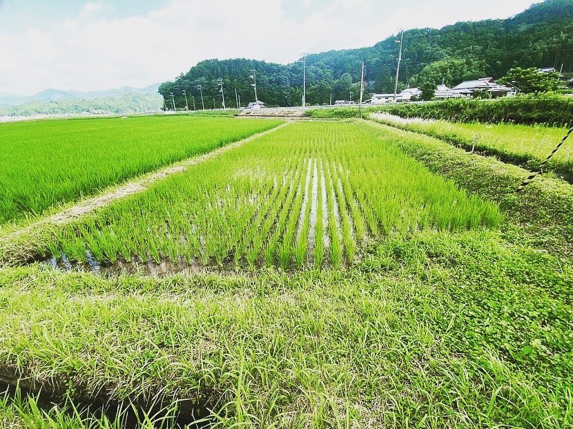 coco_sasayama's tweet image. 6月に植えた稲🌾少しずつ大きくなってきました(^^)