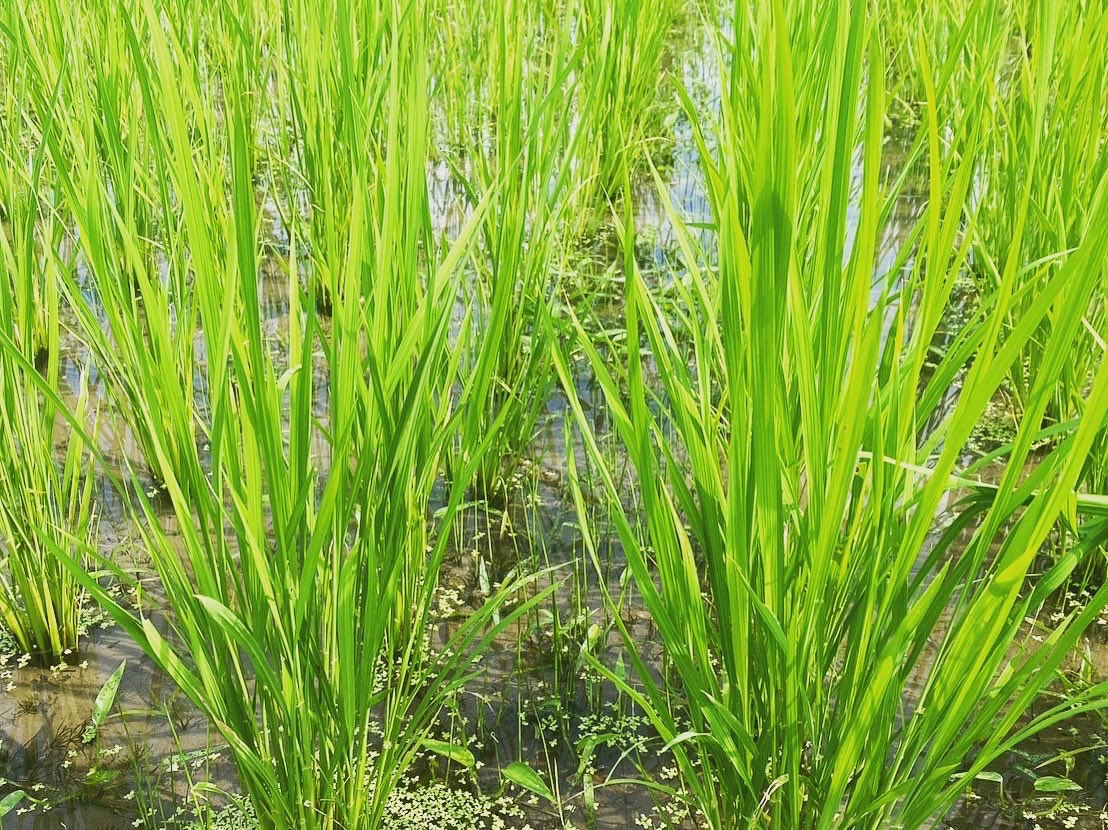 coco_sasayama's tweet image. 6月に植えた稲🌾少しずつ大きくなってきました(^^)