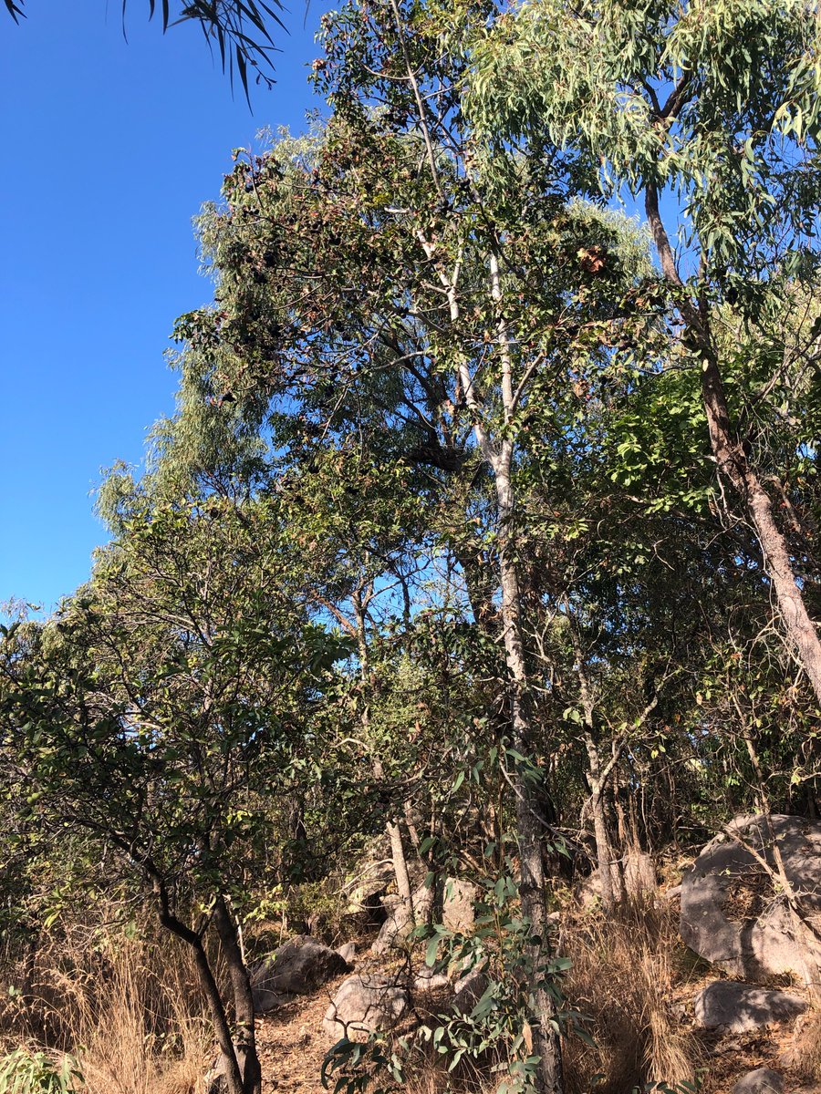 gardenalot's tweet photo. Here's another tree I spotted in fruit #BurdekinPlum Pleiogynium timoriense #Anacardiaceae #FortsWalk #MagneticIsland #Bushtucker #OzPlants https://t.co/65BTGr12Bc