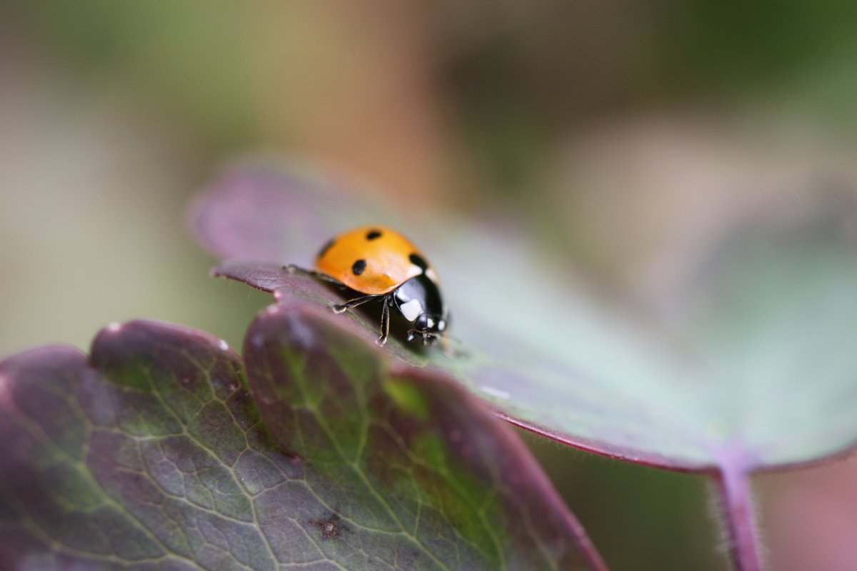 Should we tell this customer the <a href="/ladybirdbooks/">Ladybird Books</a> are inside the library? <a href="/UKLadybirds/">Helen Roy</a> #TeamWilder