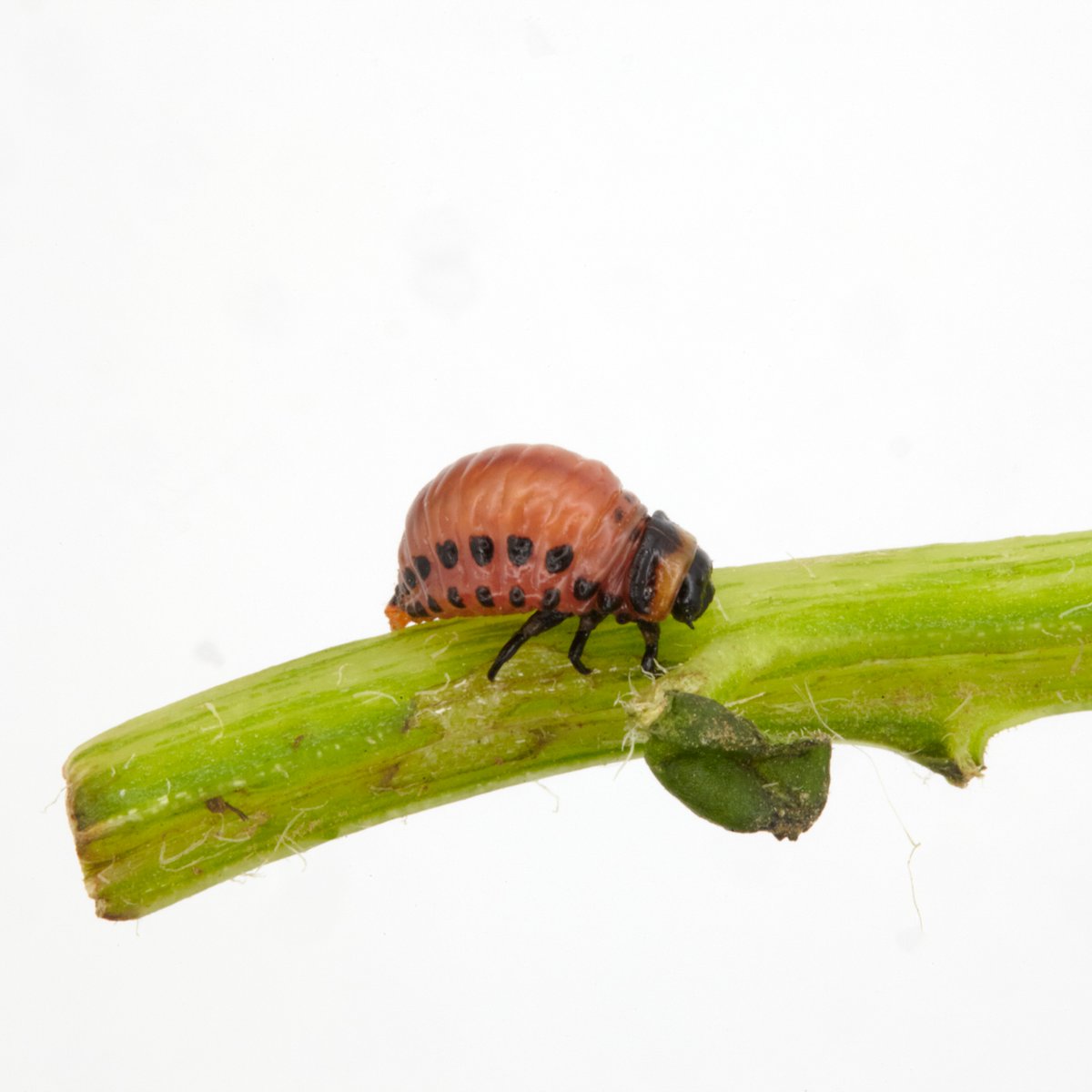 Colorado potato beetle larvae has been identified on a farm in Kent.

This destructive pest can strip potato plants of their leaves and we are working with the affected grower to eradicate the pest and survey the area.

Read more: gov.uk/government/new…

📷 Fera Science Limited