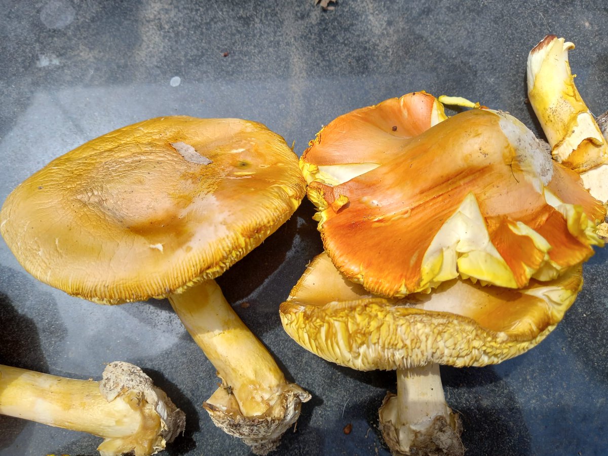 Un día maravilloso en el Moncayo. Eso sí, he sudado la gota gorda