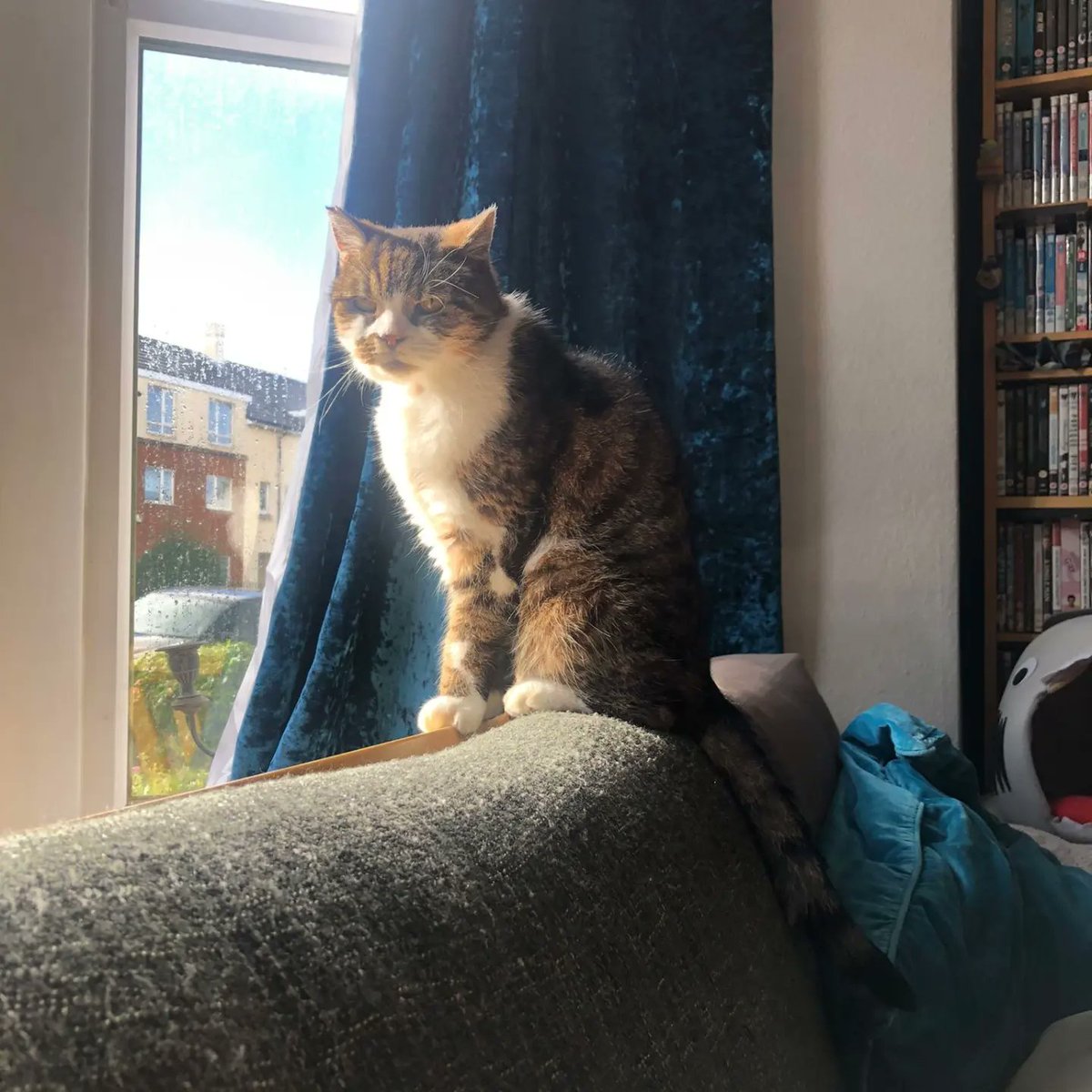 Freddiedaw's tweet photo. So many of you know, we had to say goodbye to Karl last week. He was surrounded by love, but it still broke our hearts. 

The best cat, and I feel so lucky to have had him in my life for as long as I did.   A silly, grumpy, cuddly little man who was loved by so many as well as us https://t.co/TfTKxh9sc6