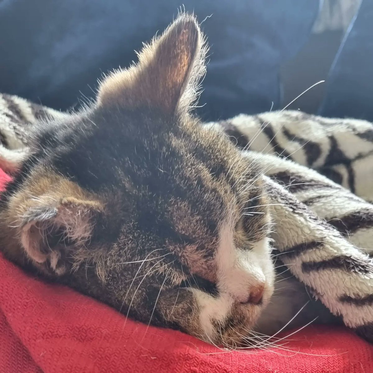Freddiedaw's tweet photo. So many of you know, we had to say goodbye to Karl last week. He was surrounded by love, but it still broke our hearts. 

The best cat, and I feel so lucky to have had him in my life for as long as I did.   A silly, grumpy, cuddly little man who was loved by so many as well as us https://t.co/TfTKxh9sc6