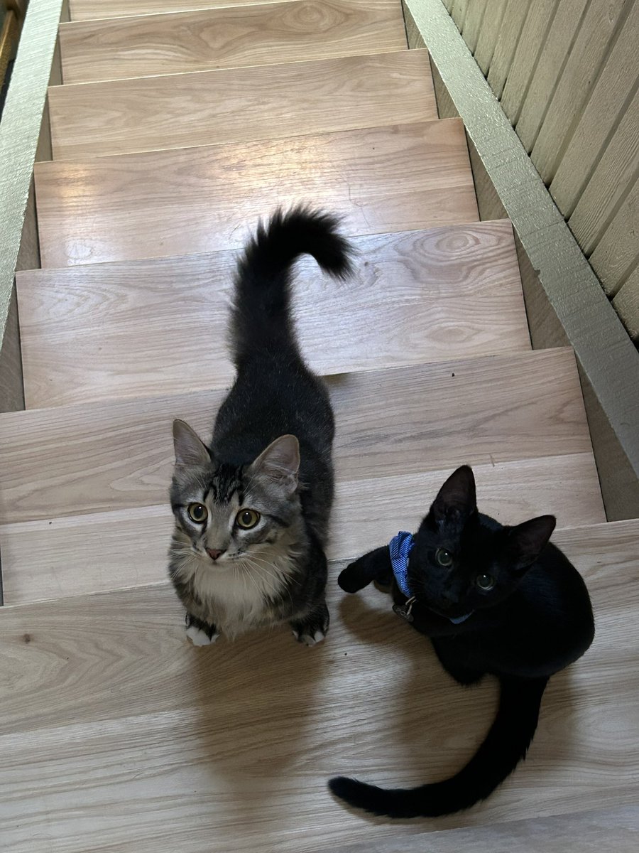 CoKunsdad's tweet photo. i want to send code kunst a pic of my cats back whenever he sends one in the chat. i think he’d like my two basement bandits https://t.co/R1WnTz88QI