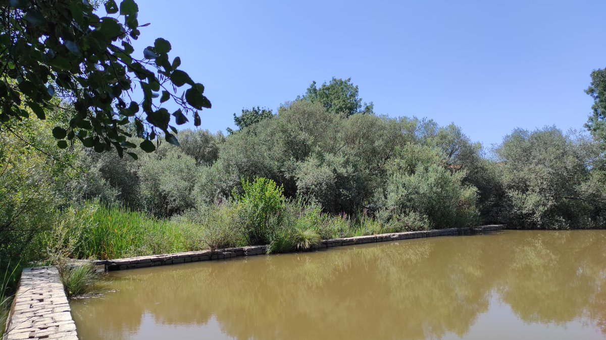 LifeAlnusTaejo's tweet photo. Reunión con la nueva corporación del Ayto. de #Montehermoso
🎯Explicación del proyecto y sus acciones
🎯Visita al #río Alagón
✅Se mantiene el Acuerdo de Custodia del Territorio
@MontesUPM @ambientaing @CTAEX_CIT @FCesefor #ECOSALIX #UEvora
@LIFEprogramme @cinea_eu @EU_Commission https://t.co/Wkt8evUksU