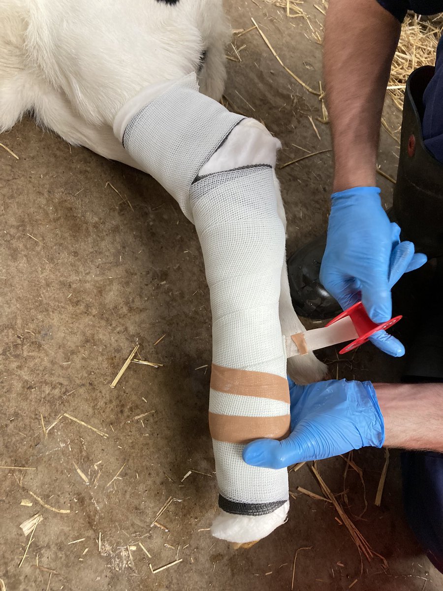 bhietberg's tweet photo. Gebroken been 🦴 
Moeders is er bovenop gaan staan vannacht  🤕
Even gips erom dierenarts klusje 
Kalf bij de koe heeft ook risico’s 
#boerderij #veearts #kalf #dynacast https://t.co/hbEjaqGgmV