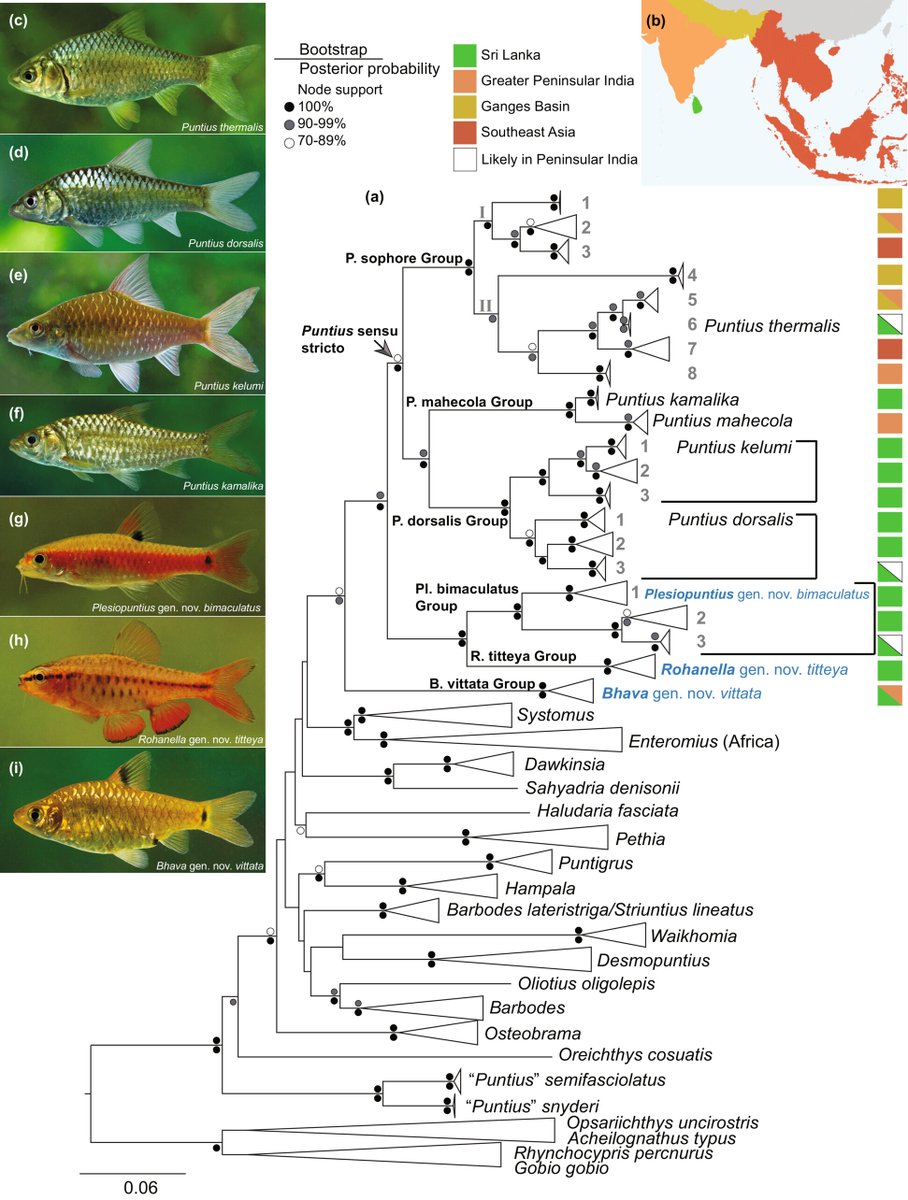 New study: 'Molecular phylogeny and systematics of the South Asian freshwater-fish genus Puntius (Teleostei: Cyprinidae)' courtesy of Sudasinghe, Rüber & Meegaskumbura in Zool. Scripta. doi.org/10.1111/zsc.12…