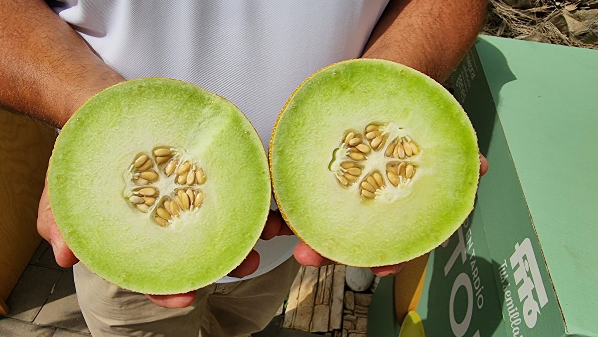 fhmurcia's tweet photo. La obtentora @SemillasFito muestra en su #MelonShow 2023 sus novedades en #sandía 🍉y #melón 🍈
Aquí os dejamos una galería de 📸 fotos de lo que se mostró en #Cartagena
🔗🔗 https://t.co/we2I0Zx7yo https://t.co/BU887CAU6g