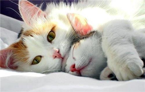 Drôle de chats tweet media